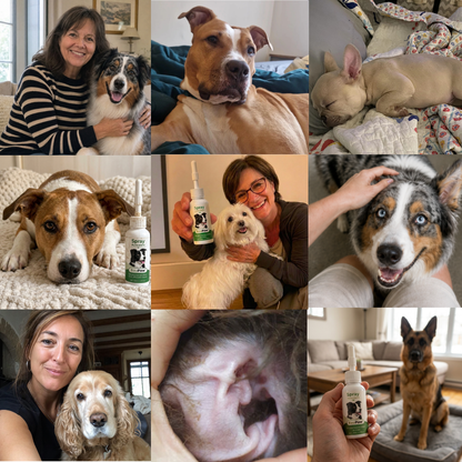 Spray Auriculaire BauPaw™ – Élimine les bactéries responsables du cérumen et des mauvaises odeurs chez le chien