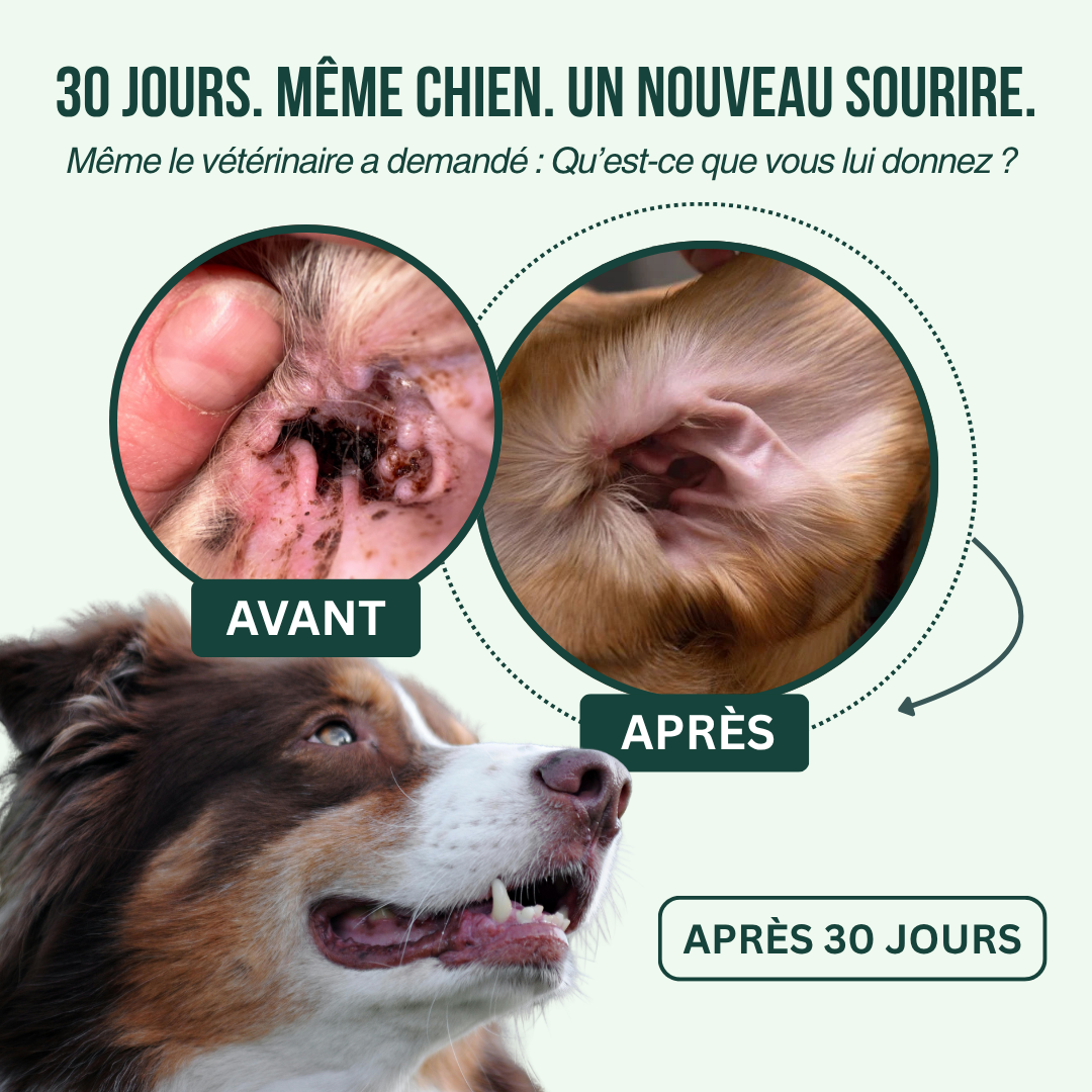 Spray Auriculaire BauPaw™ – Élimine les bactéries responsables du cérumen et des mauvaises odeurs chez le chien