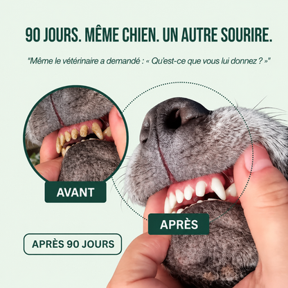 Spray Dentaire BauPaw™ – Élimine les bactéries qui causent tartre et mauvaise haleine chez les chiens
